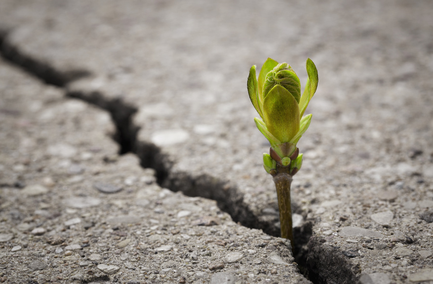 Wachsende Pflanze im Asphalt